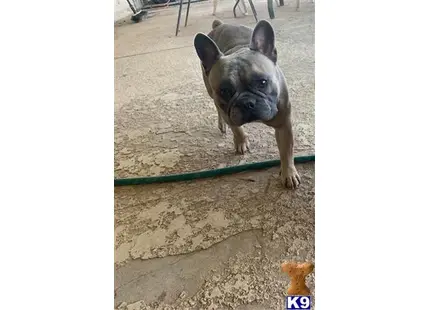 a french bulldog dog on a leash